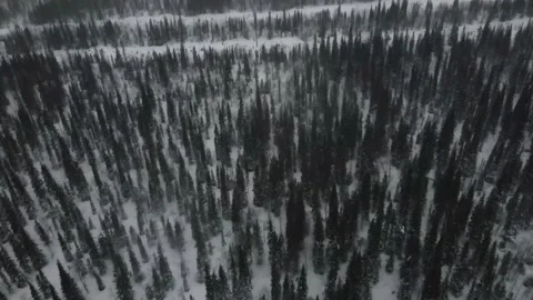 Aerial view of a pine forest in winter Stock Footage 239907264