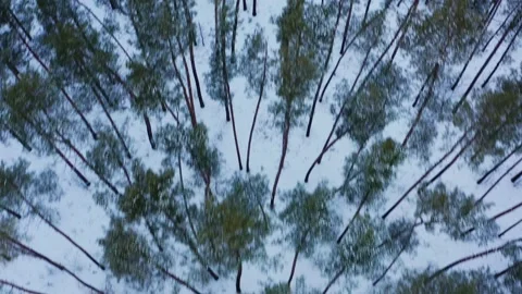 Aerial view of the pine forest in the winter. Top view to the forest.  Beau.. Stock Footage 262876132