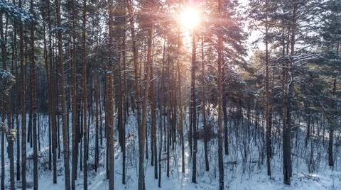 Aerial view of the pine forest in winter. Stock Photos