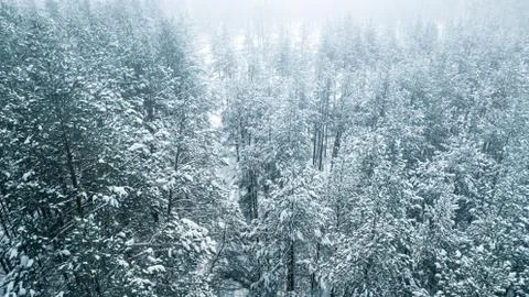 Aerial view of the pine forest in winter. Stock Photos