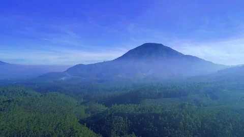 Aerial View of Pine Rainforest with Blue Mountains, Bandung West Java Stock Footage 93219788