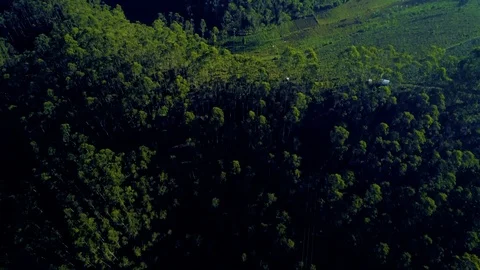 Aerial View of Pine Rainforest with Blue Mountains, Bandung, West Java Vídeo Stock 93236404