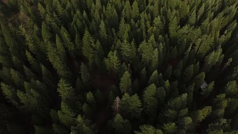 Aerial View of Pine Tree Forest Stock Footage 70650278