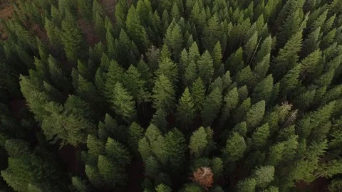 Aerial View of Pine Tree Forest 스톡 동영상 70653586