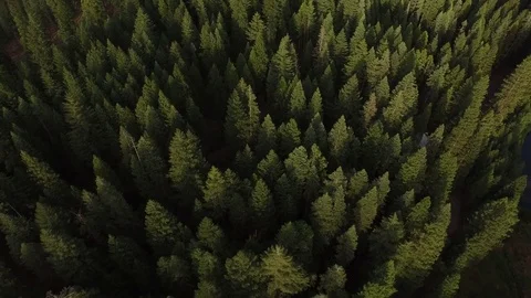 Aerial View of Pine Tree Forest Stock Footage 70656382