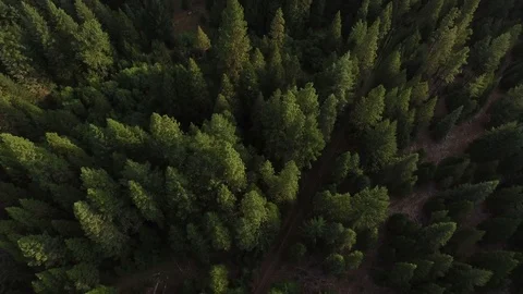 Aerial View of Pine Tree Forest 스톡 동영상 70656695