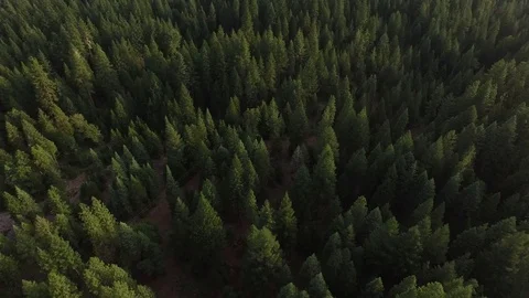 Aerial View of Pine Tree Forest 스톡 동영상 70657872