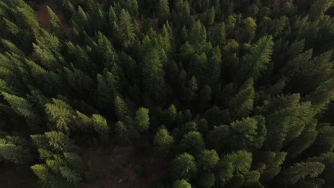 Aerial View of Pine Tree Forest and Road Stock Footage 70659071