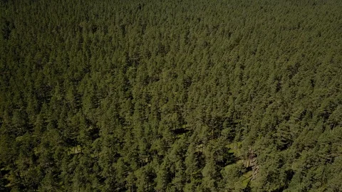 Aerial view of pine  tree forest on a sunny day Stock-Footage 123476809
