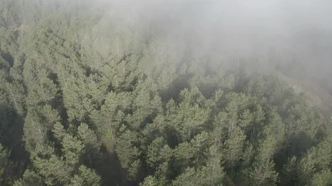 Aerial view of pine tree forest in mist. Cloudy foggy nature Stock Footage 126161139