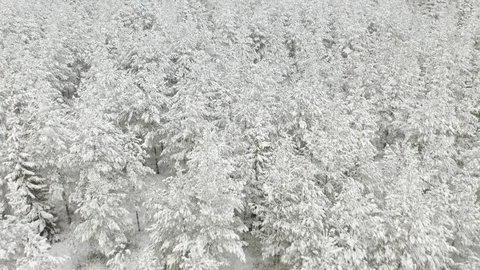Aerial view of pine tree forest covered in snow Stock Footage 127314978