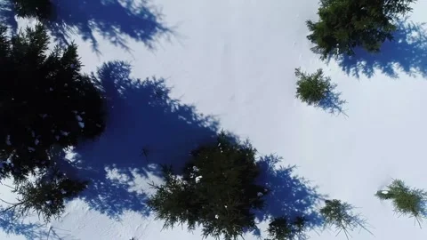 Aerial view of pine tree forest shadows on the snow on a sunny day, natural Stock Footage 151979263