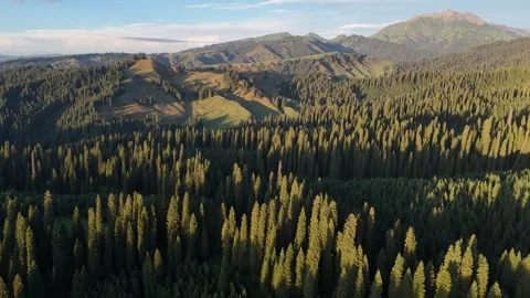 Aerial view of the pine tree forest at sunset Vídeos de archivo 286794141