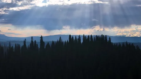 Aerial view of the pine tree forest backlit by the sunset Vídeos de archivo 286798481