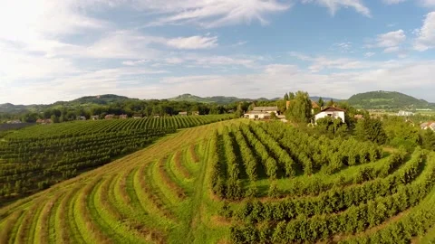 Aerial view of pine tree plantation at Croatia countryside. Stock Footage 149000027