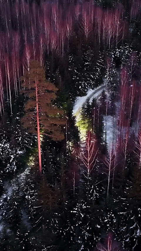 Aerial view of pine tree in snowy forest, Latvia. Stock Footage 339801962