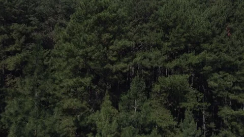 Aerial view of pine trees 2 Stock Footage 291948555