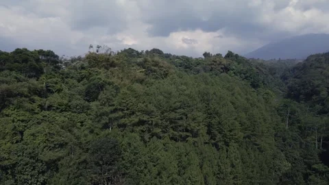 Aerial view of pine trees 3 Stock Footage 291948561