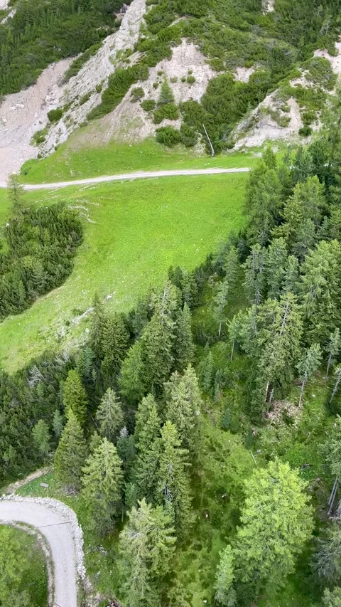 Aerial view of pine trees and green meadows Video stock 284463562