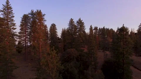 Aerial view of pine trees in Angeles National Forest, California Stock Footage 138273140