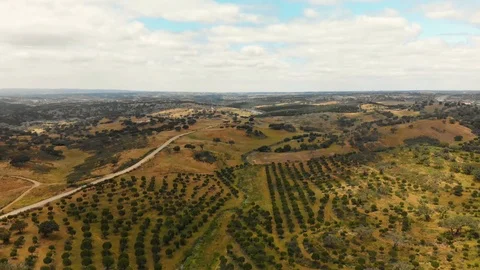 Aerial view of pine trees field in Alentejo, Portugal. Stock Footage 90570442