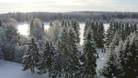 The aerial view of the pine trees filled with snow Stock Footage 117069420