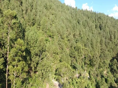 Aerial view of pine trees Stock Footage 72443684