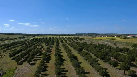 Aerial view Pine trees Stock Footage 88409476