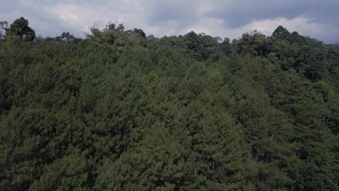 Aerial view of pine trees Stock Footage 291947770