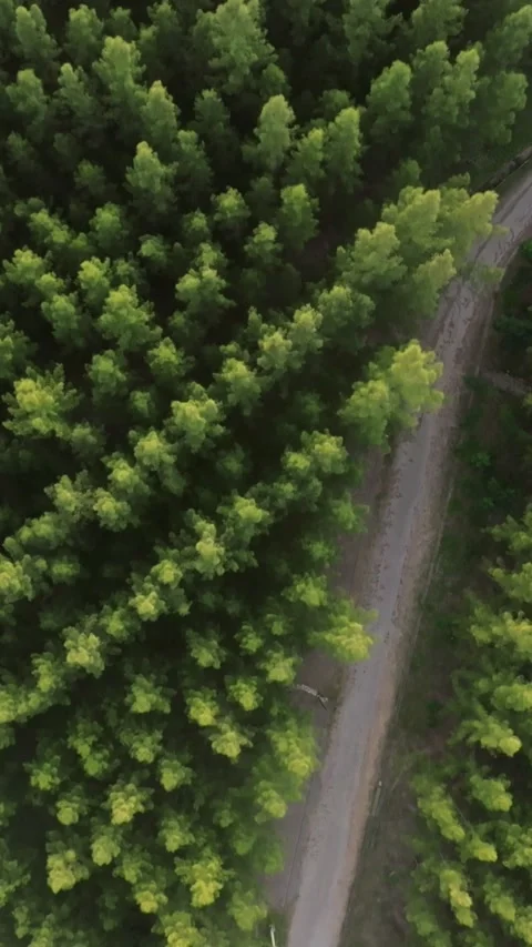 An aerial view of the Pine trees Forest with sunset scene, Vertical video. Stock Footage 279618392