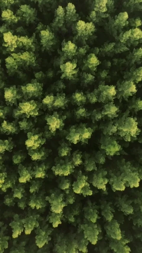 An aerial view of the Pine trees Forest with sunset scene, Vertical video. Stock Footage 279618393
