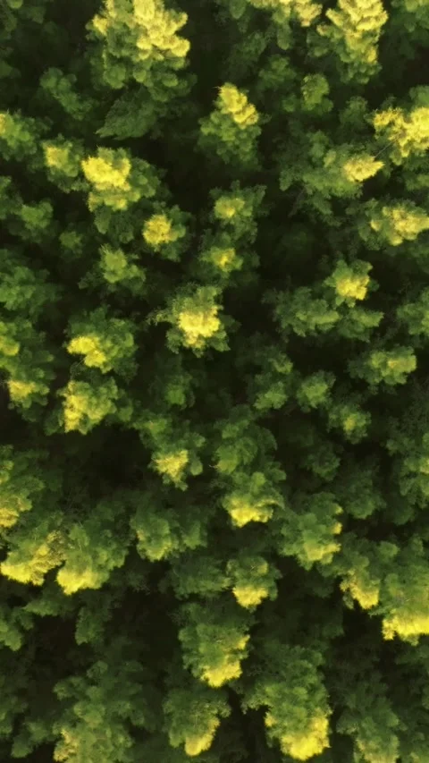 An aerial view of the Pine trees Forest with sunset scene, Vertical video. Stock Footage 279618395