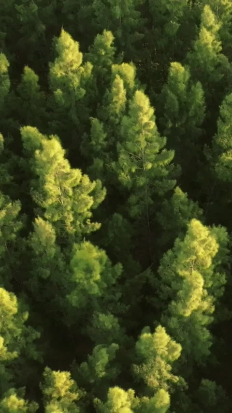 An aerial view of the Pine trees Forest with sunset scene, Vertical video. Stock Footage 279619082