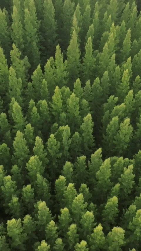 An aerial view of the Pine trees Forest with sunset scene, Vertical video. Stock Footage 279619090