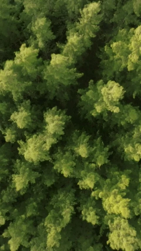 An aerial view of the Pine trees Forest with sunset scene, Vertical video. Stock Footage 279619093