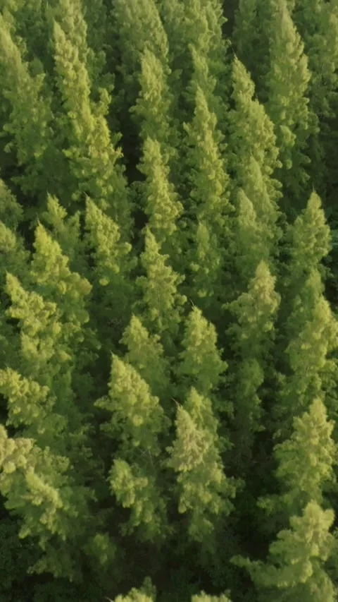 An aerial view of the Pine trees Forest with sunset scene, Vertical video. Stock Footage 279619111