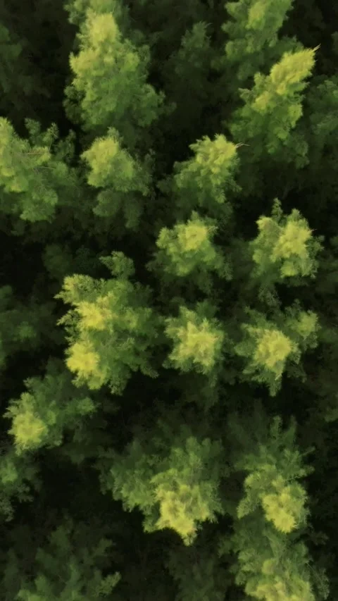 An aerial view of the Pine trees Forest with sunset scene, Vertical video. Stock Footage 279619132