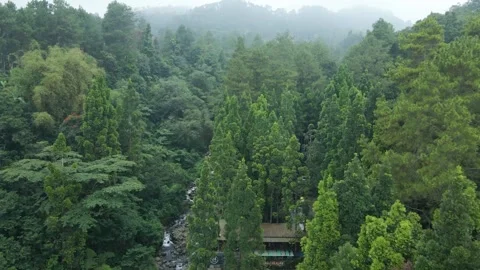 Aerial view of pine trees in a forest Stock Footage 292193606