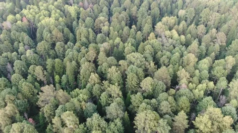Aerial view pine trees forest, evergreen treetops. Siberia, Russia. Stock Footage 321379567