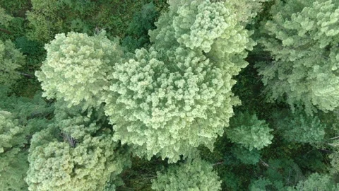Aerial view pine trees forest, evergreen treetops. Siberia, Russia. Stock Footage 321379639