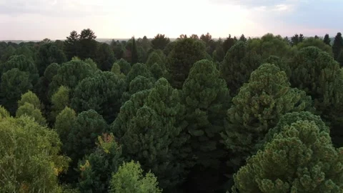 Aerial view pine trees forest, evergreen treetops. Siberia, Russia. Stock Footage 321379662