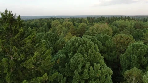 Aerial view pine trees forest, evergreen treetops. Siberia, Russia. Stock Footage 321379668