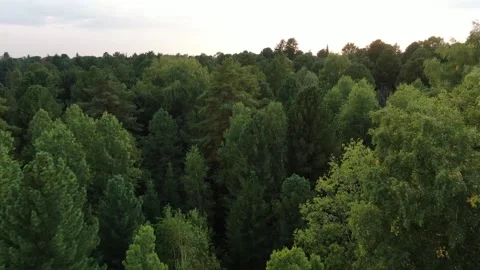 Aerial view pine trees forest, evergreen treetops. Siberia, Russia. Stock Footage 321379669