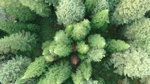 Aerial view pine trees forest, evergreen treetops. Siberia, Russia. Stock Footage 321379760