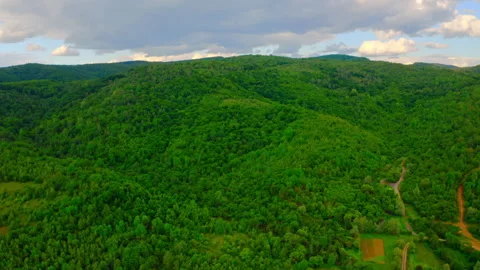 Aerial view on pine trees in highlands Stock Footage 134519184