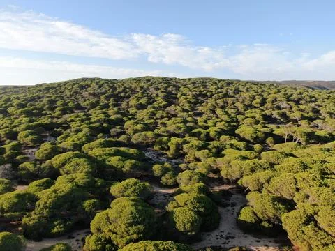 Aerial view of pine trees Stock Photos