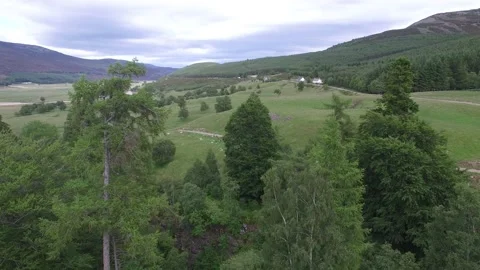 Aerial View Pine Trees Royal Deeside Scotland UK Видео 168560027