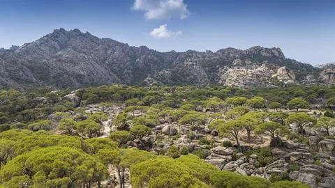 Aerial View of Pine Trees in a Rugged Mountain Landscape Stock Photos