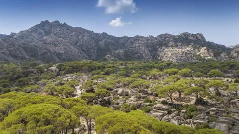 Aerial View of Pine Trees in a Rugged Mountain Landscape Stock Photos