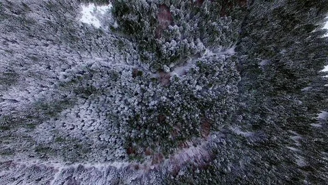 Aerial View of Pine trees in snow Video stock 118272692